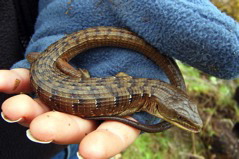 Elgaria coerulea 
