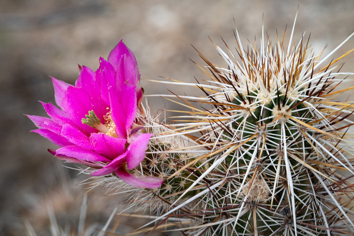 Cactus flower blooming in desert