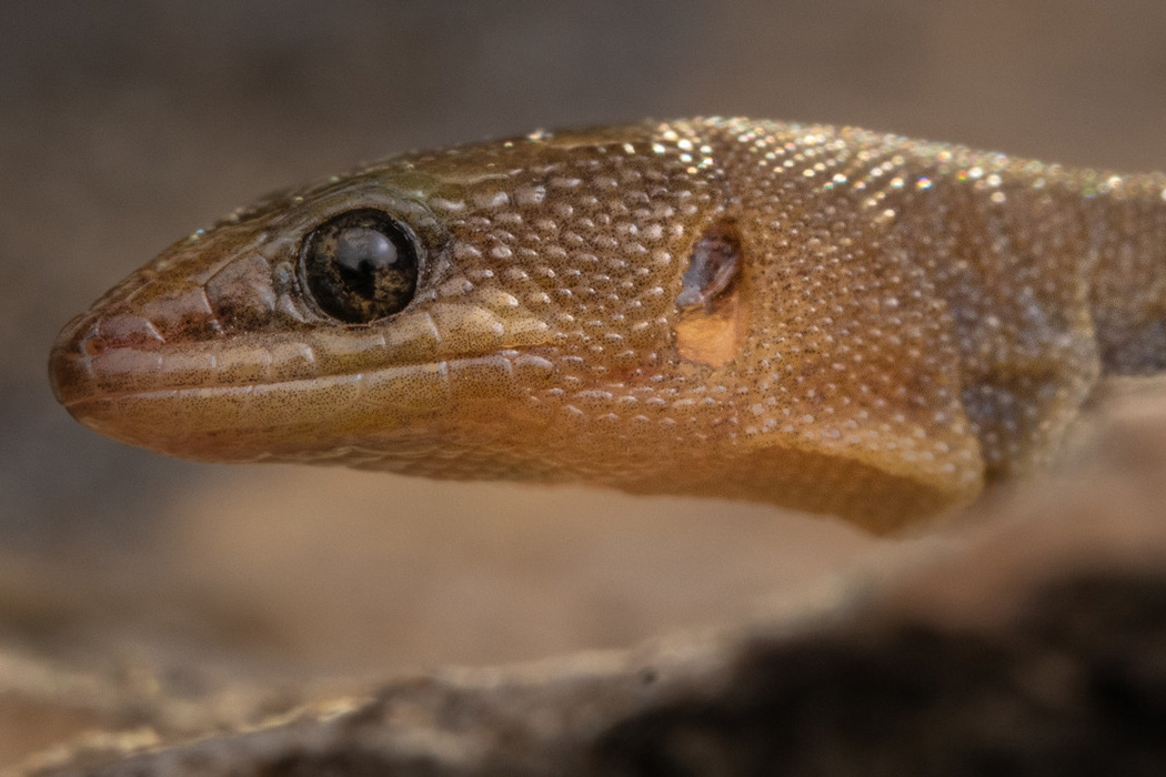 Night lizard head