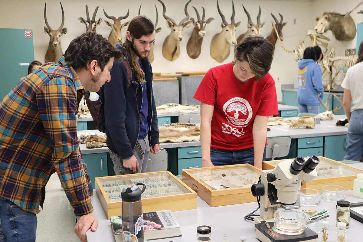 Students examine a collection of beetles at the Biodiversity Museum Open House