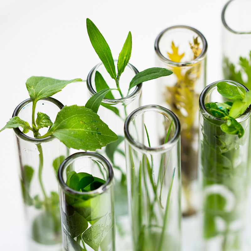 Seven test tubes holding six green plant specimens and one yellow plant specimen.