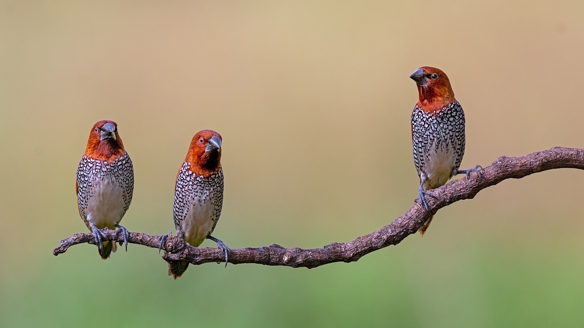 Invasion Genomics and Ecology of the Scaly-Breasted Munia (Lonchura Punctulata)