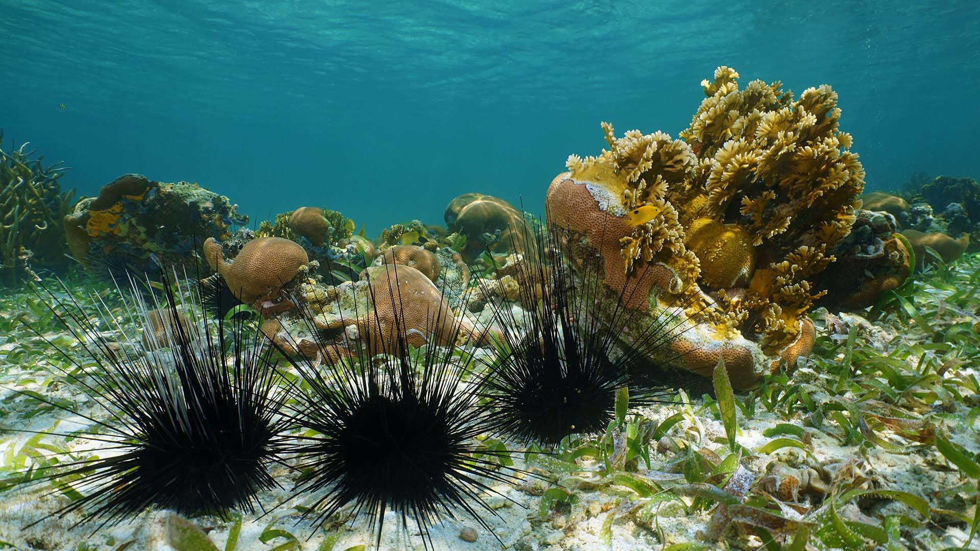 A Novel Approach To Enhance The Recovery Of The Long-Spined Sea Urchin, Diadema Antillarum