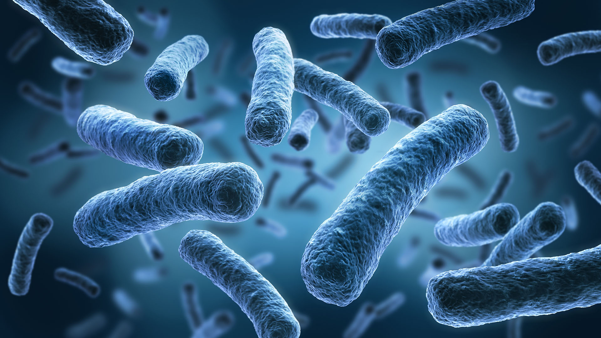 Investigation of Nutrient-Induced Filamentation in the Bacteria Bordetella avium as a Virulence Phenotype