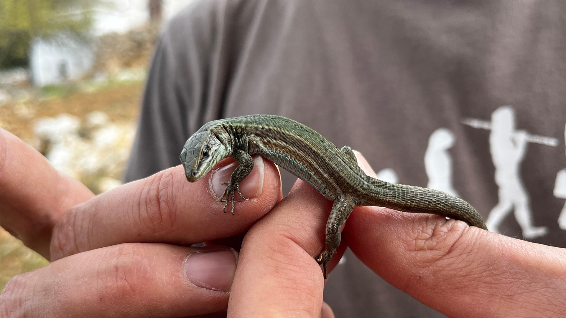 City Lizards Get Their Day in the Sun