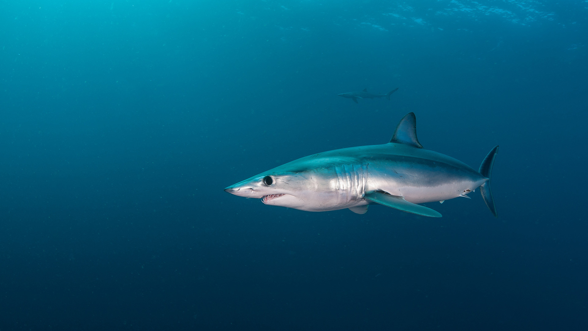 Climate Change is Impacting the Ocean’s Top Fish Predators