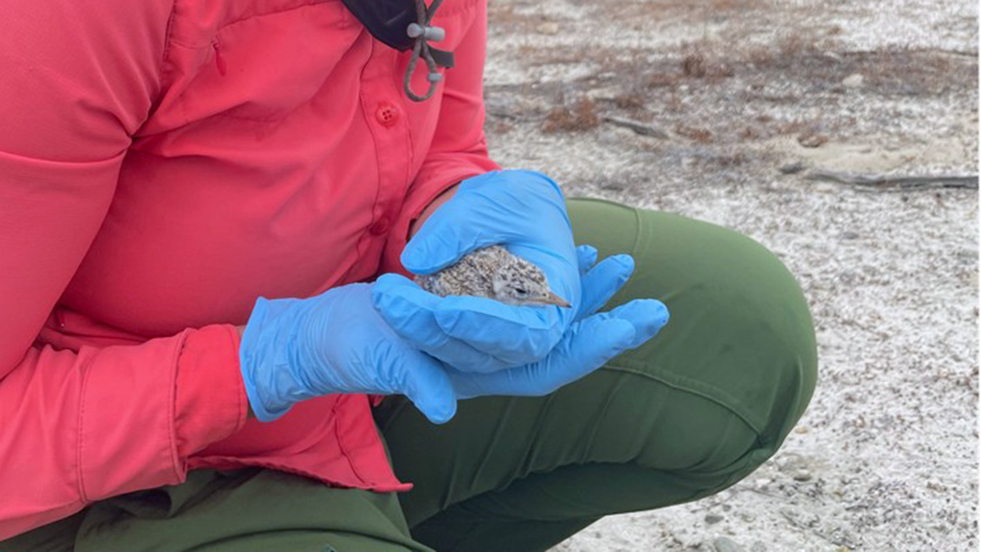 Evaluating Climate Impacts on Diet and Productivity in California Least Terns