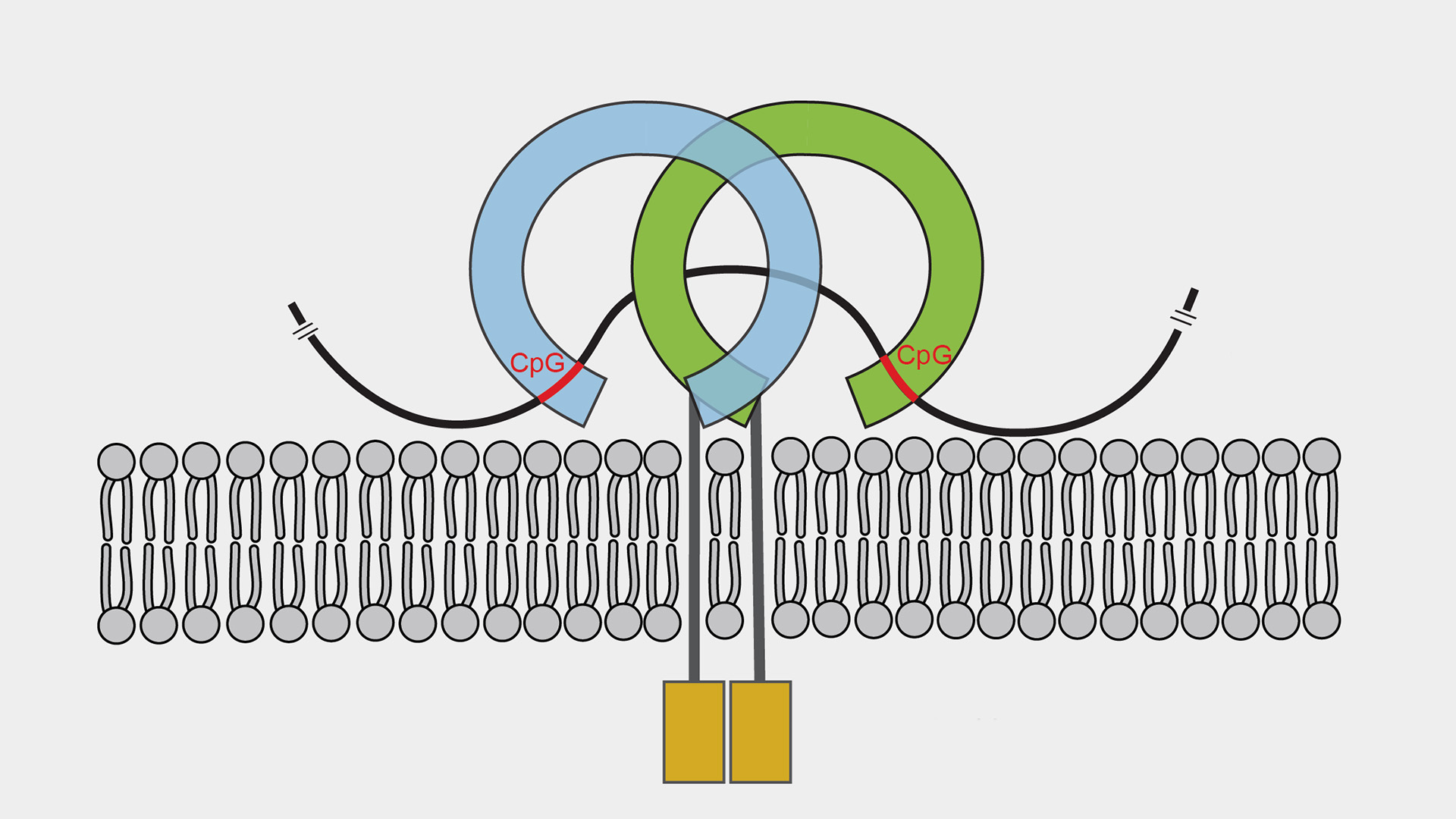 The Immunogenic Signatures in Bacteriophage Genomes and the Gut Virome