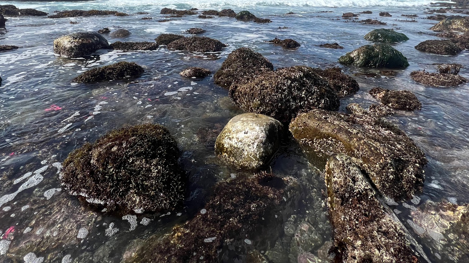 Predation Pressure is Inversely Related to Abalone Recovery on the Channel Islands