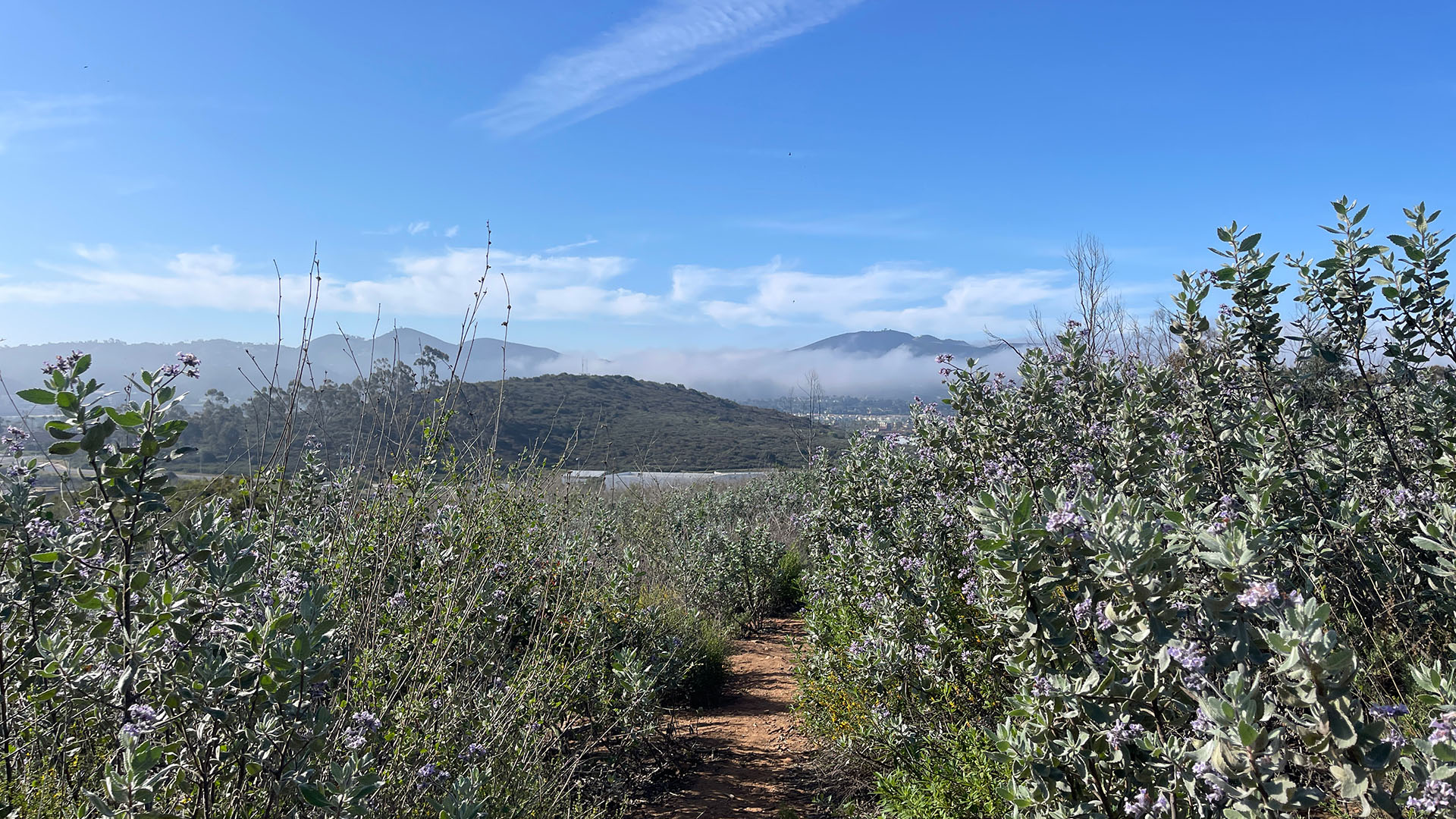 Plant Traits Impact Soil Nitrogen Cycling after  Wildfire in a Coastal Sage Scrub Ecosystem