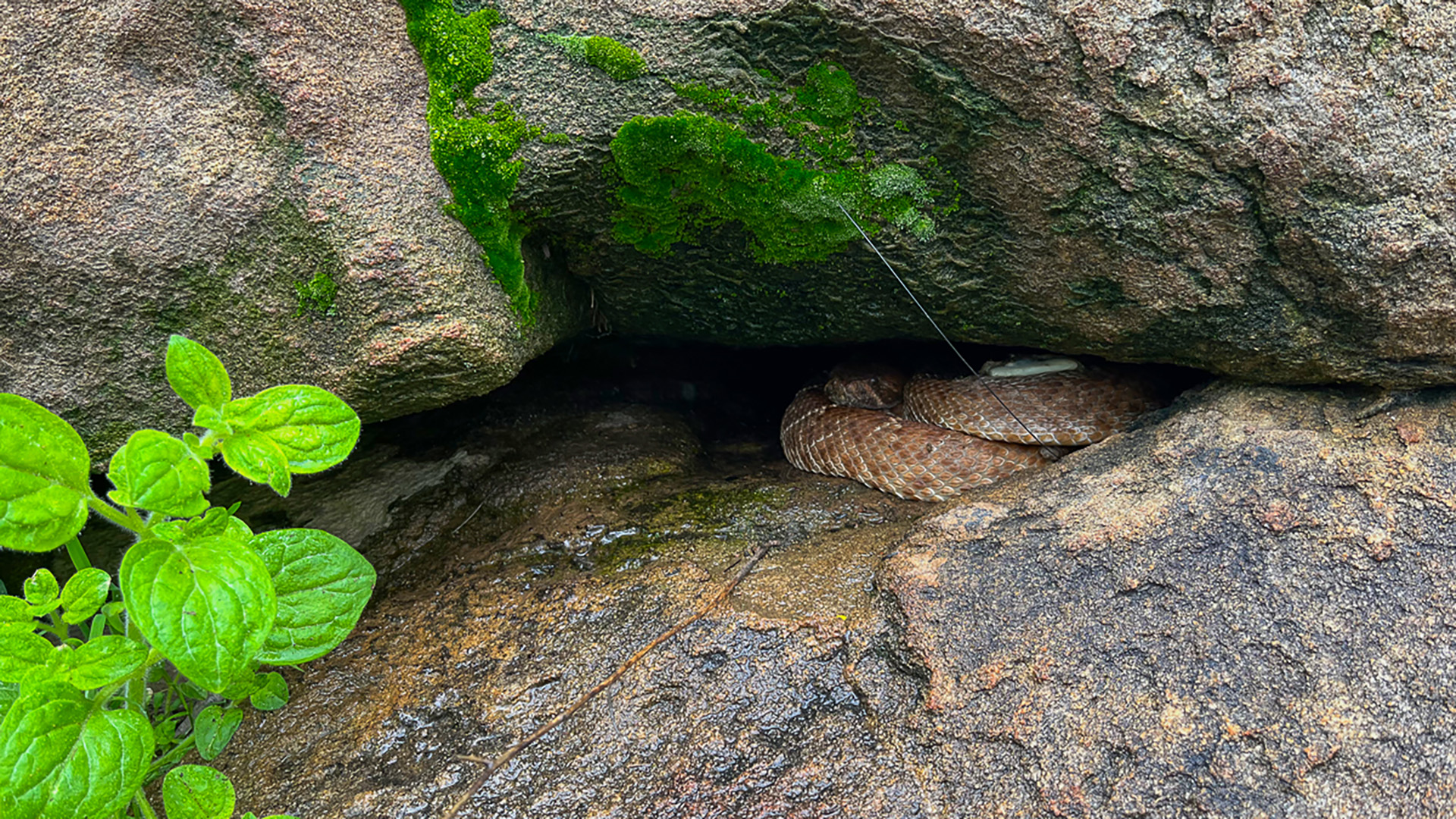 Integrating Novel and Traditional Field Technologies to Quantify the Activity Cycles, Behavior, and Spatial Ecology of a California Species, Crotalus Ruber