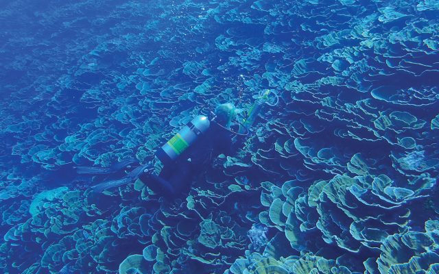 Forest Rowher under the water collecting samples of coral leaves