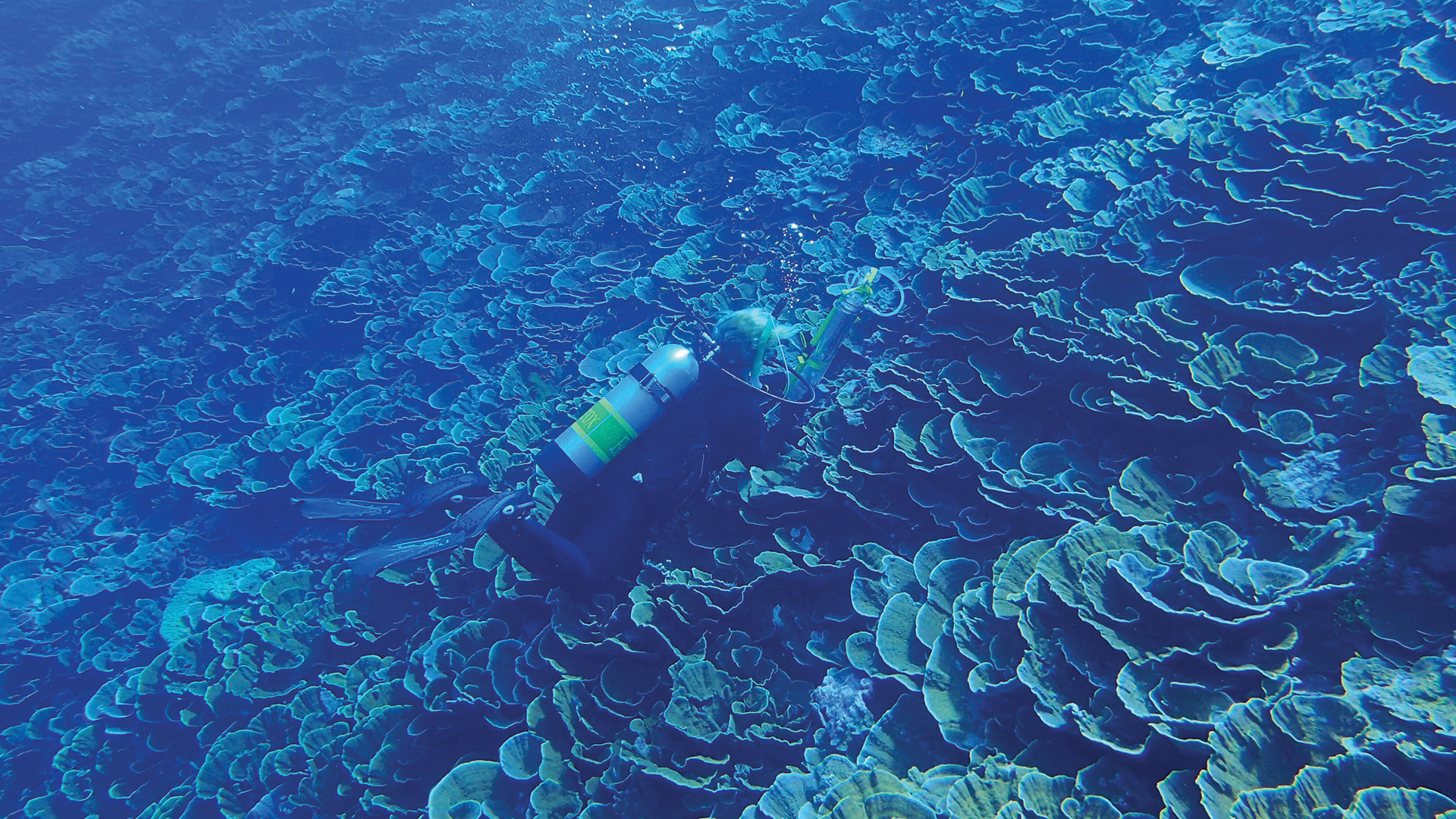Forest Rowher under the water collecting samples of coral leaves