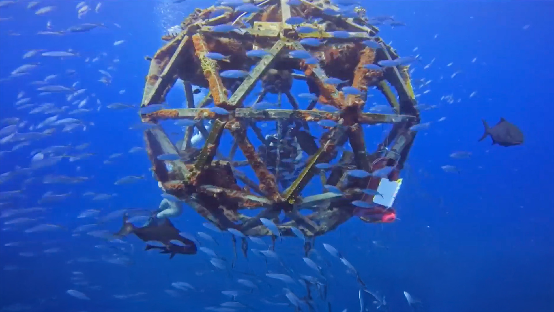 Sphereical polygon frame device under water with school of fish surrounding.
