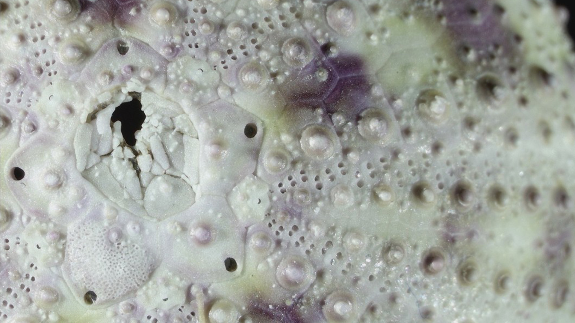 Searching for Causative Agents of Black Spot Disease in two Sea Urchin Species, Lytechinus pictus, and Strogylocentrotus purpuratus