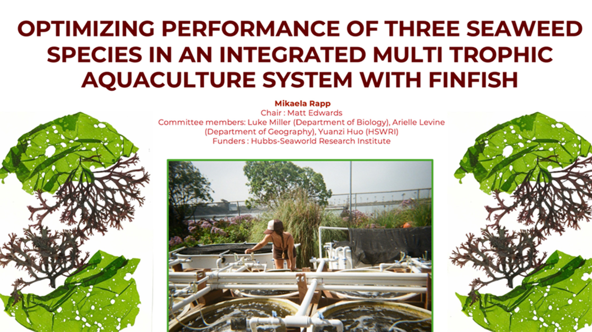 Optimizing Performance of Three Seaweed Species in an Integrated Multi Trophic Aquaculture System With Finfish