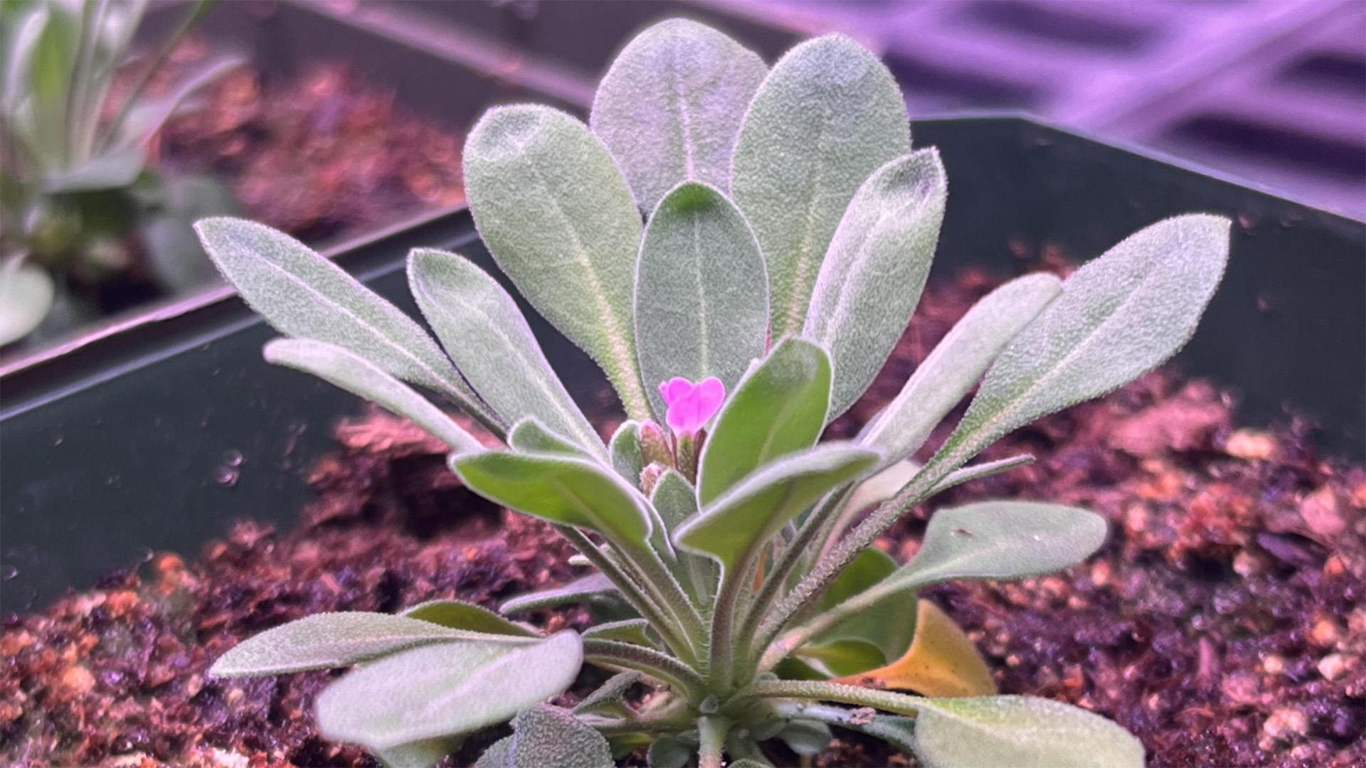 Impact of Heat Stress on Reproductive Success in Arabidopsis thaliana and Boechera depauperata